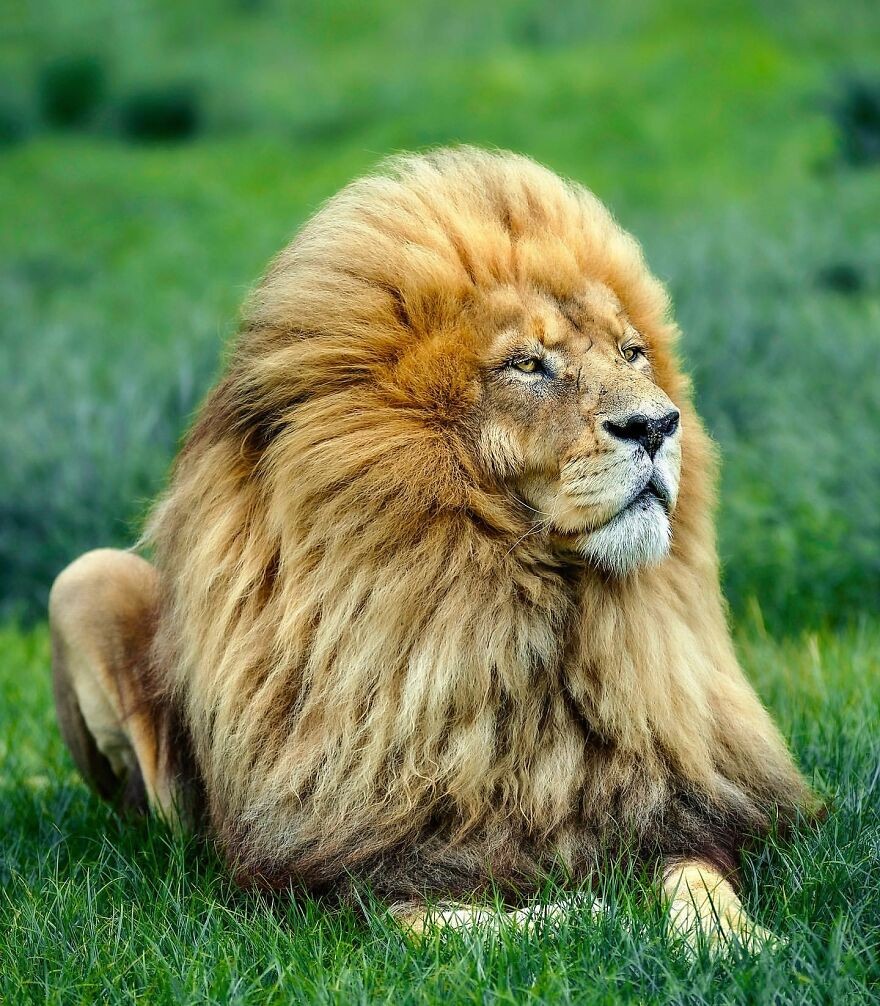 Zmaga.com | Trideset osupljivih fotografij kralja živali