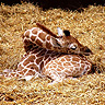 Ali žirafe spijo?